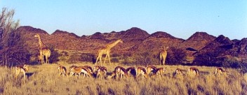 Giraffen und Springböcke