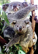 Koalas: Kommt der Exekutionsbefehl?