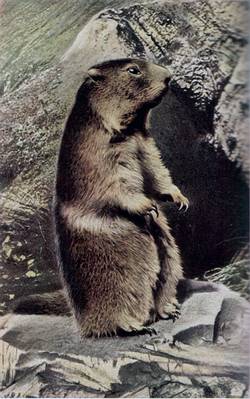 Murmeltier Marmota marmota