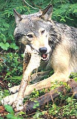 Wolf am Elchriß in Montana